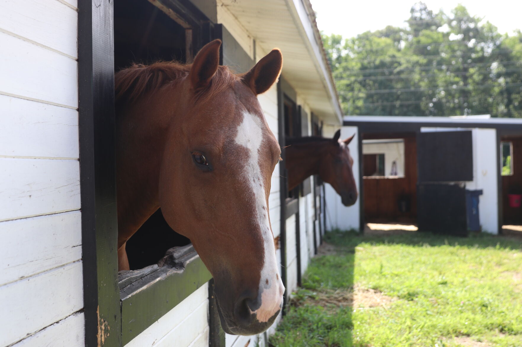 071921-pac-nws-horses
